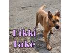 Adopt Rikki Lake a Golden Retriever, German Shepherd Dog