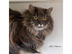 Adopt Willow a Domestic Long Hair