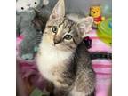 Adopt Tac a Domestic Short Hair