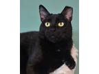 Adopt Jola a Domestic Short Hair