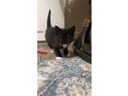 Adopt Katarina a Domestic Short Hair