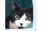 Adopt Skye a Domestic Short Hair