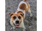 Adopt Paris a American Staffordshire Terrier
