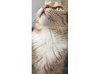 Adopt Mylie (Rock House) a Domestic Short Hair