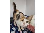 Adopt Brittany a Domestic Short Hair