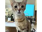 Adopt Toasty a Domestic Short Hair