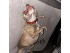 Adopt Keeva a Pit Bull Terrier