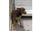 Adopt Sol a Shepherd, Mixed Breed