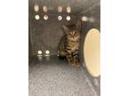 Adopt LIlly a Domestic Short Hair