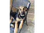 Adopt 56097877 a Bluetick Coonhound, German Shepherd Dog