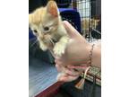 Adopt k1 a Domestic Medium Hair, Domestic Short Hair