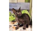 Adopt Morpheus a Domestic Short Hair