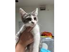 Adopt Allie a Domestic Short Hair