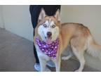 Adopt Dakota a Husky