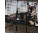 Adopt Amberly a Domestic Short Hair