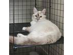 Adopt Taffeta a Domestic Long Hair, Snowshoe