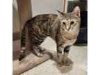 Adopt Scooter a Domestic Short Hair