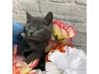 Adopt Fog a Domestic Short Hair