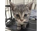 Adopt Baby Boo a Domestic Short Hair