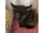 Adopt Polamita a Domestic Short Hair