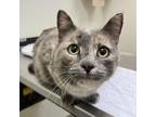 Adopt Worcestershire a Domestic Short Hair