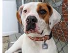 Adopt Reba McEntire AKA Potato aka Luna a Hound, Mixed Breed