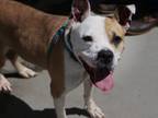 Adopt Prudence a Pit Bull Terrier, Mixed Breed