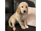 Goldendoodle Puppy for sale in Sumterville, FL, USA