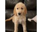 Goldendoodle Puppy for sale in Sumterville, FL, USA