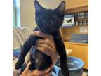 Adopt Amren a Domestic Short Hair