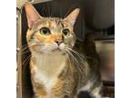 Adopt Banshee a Domestic Short Hair