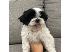 Shih Tzu Puppy for sale in Citrus Heights, CA, USA