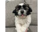 Shih Tzu Puppy for sale in Citrus Heights, CA, USA