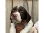 English Springer Spaniel Puppy for sale in Buffalo, NY, USA
