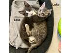 Adopt Leia a Domestic Short Hair