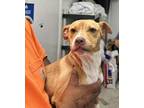 Adopt Fawn a Pit Bull Terrier, Mixed Breed