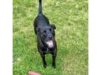 Adopt Leena a Black Labrador Retriever, Mixed Breed