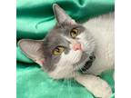 Adopt Jewel - Reduced Fee! a Domestic Short Hair