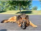 Adopt Mischka URGENT COURTESY POST a German Shepherd Dog