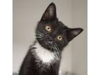 Adopt Squeak (bonded with Pip) a Domestic Short Hair