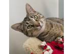 Adopt Haven a Domestic Short Hair