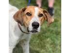 Adopt Clover - Stray Hold 6/13 a Mixed Breed