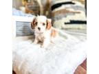 Cavalier King Charles Spaniel Puppy for sale in Pound, VA, USA