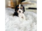 Cavalier King Charles Spaniel Puppy for sale in Pound, VA, USA