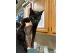 Adopt Lady Fingers a Domestic Short Hair