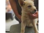 German Shepherd Dog Puppy for sale in Columbia, VA, USA