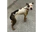 Adopt Liesel a Pit Bull Terrier, Mixed Breed