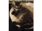 Smokey, Domestic Longhair For Adoption In Kensington, Maryland