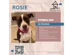 Adopt Rosie a Pit Bull Terrier