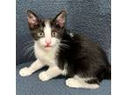 Adopt Louise - City of Industry Location a Domestic Short Hair